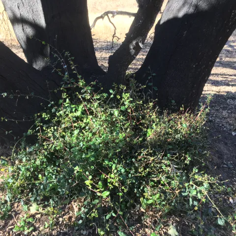 oak resprouts at the base of a burned tree.