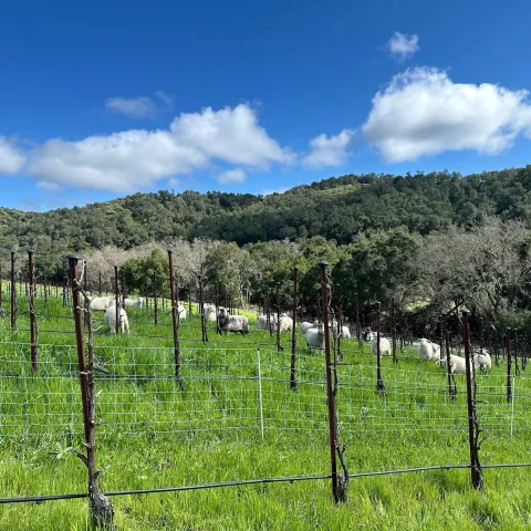 A vineyard with sheep grazing