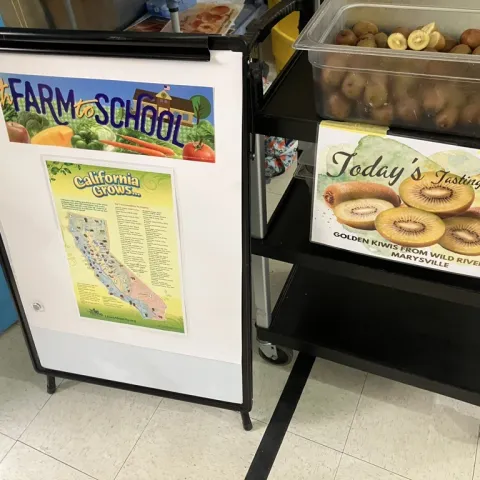 A bin of fresh golden kiwis set up on a cart in a school cafeteria. One sign reads "California Grows" and shows the state another sign reads "Today's tasting, Golden Kiwis from Wild River Fruit" 