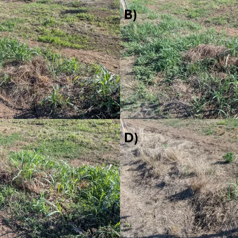 Four plot images are shown, the first three with abundant weed regrowth, and the fourth one with very little regrowth.