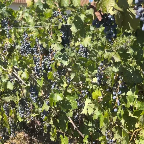 Many clusters and grapes on a vine in an unpruned, mothballed vineyard