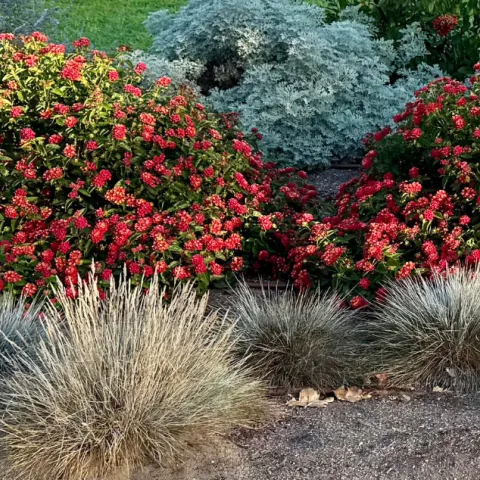Garden bed with heat-tolerant plants