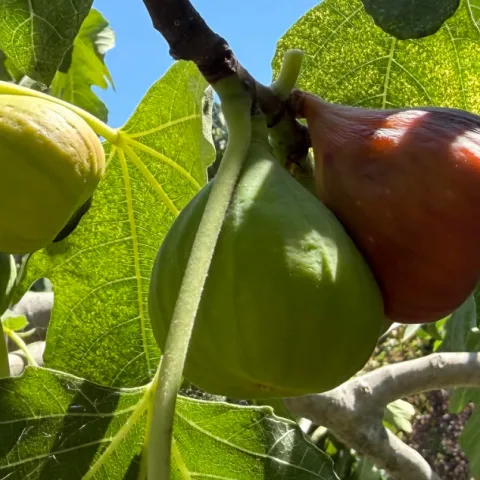Figs