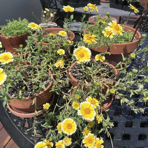 native plants planted in containers