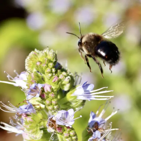 Honeybee landing on a small flower