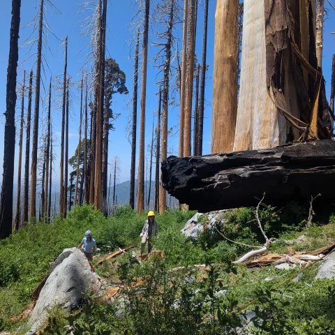 Giant sequoias post-fire.