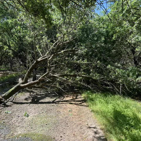 Almond tree failure due to butt rot
