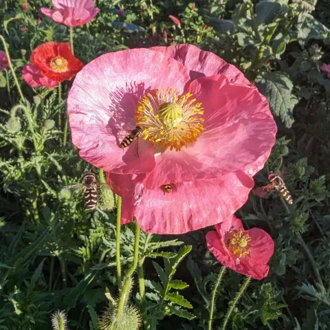 Four syrphid flies around a poppy flower in a garden