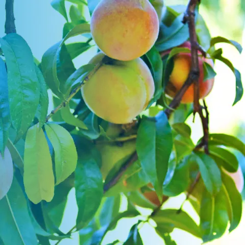 Peaches on a tree with a blue gradient overlay