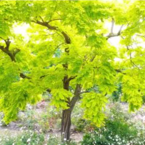 Robinia pseudoacacia 'Frisia' is a stunning tree with bright yellow leaves in spring that turn to chartreuse in summer