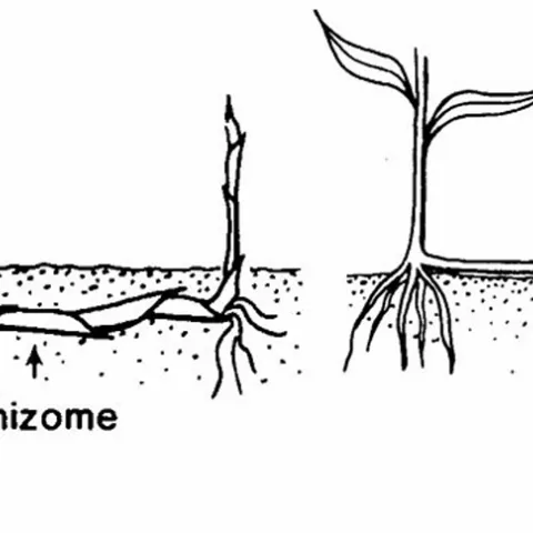 Pencil drawing of rhizomes below the surface and stolons above the surface