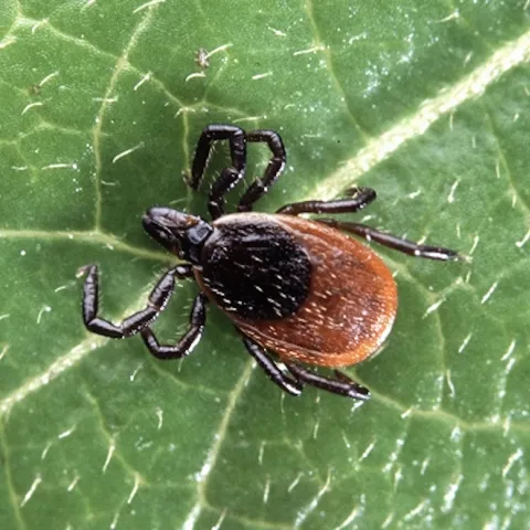 blacklegged tick on a leaf