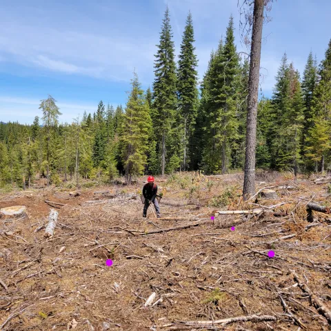 Seedlings, highlighted by purple dots, are being planted in a grid pattern by contractors.