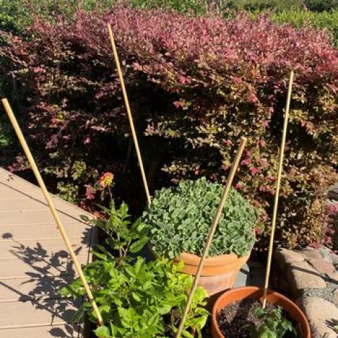 Staked container plants preparing for frost or inclement weather
