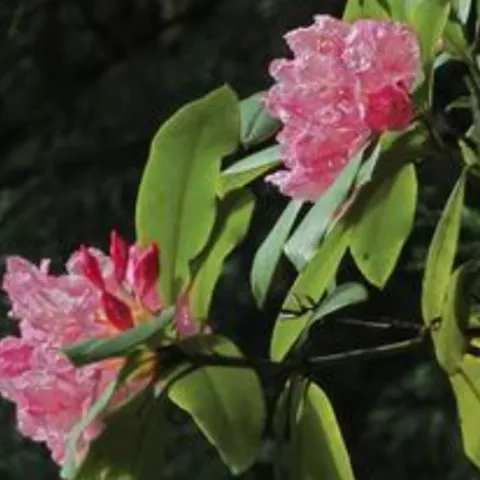 The Pacific Rhododendron, Rhododendron macrophyllum sharing its large clusters of blooms