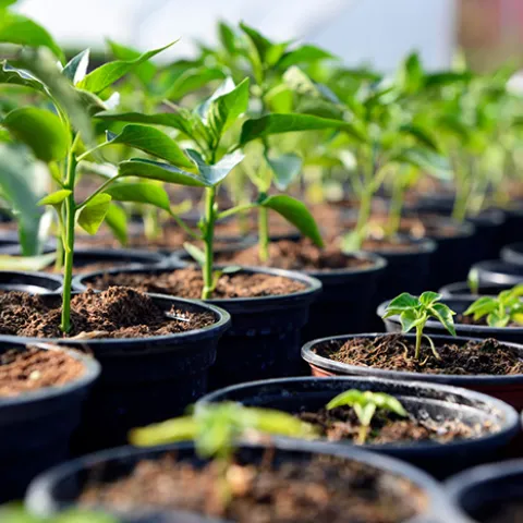 Young Nursery Plants in Pots
