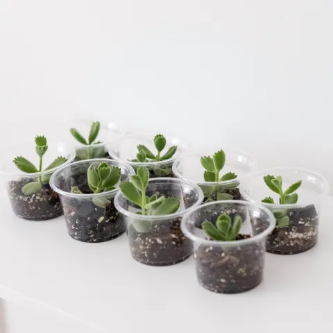 Small plastic cups with succulent cuttings for propagating