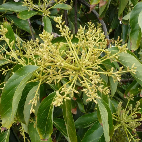 avocado flowers