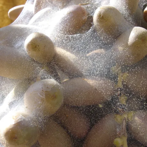 Multiple date fruit clusters hanging from a date palm. One central bunch is heavily covered with dense white webbing caused by Banks grass mites, while adjacent bunches appear healthy and free of webbing.