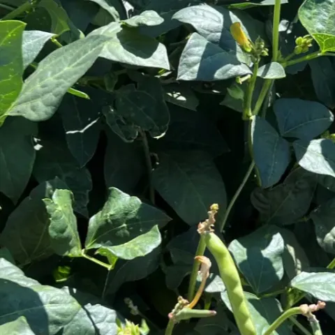 bean plants for dry bean harvest