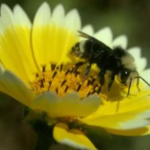 bee pollinating a daisy