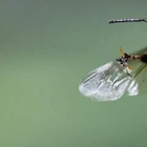 Honey bee with pollinia on its legs (Photo by Kathy Keatley Garvey)