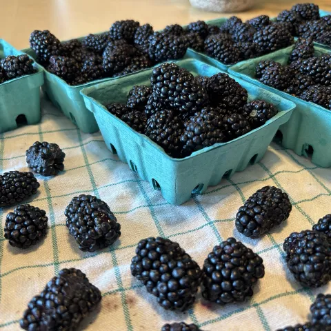 six half-pint containers of fresh blackberries and loose blackberries on a towel