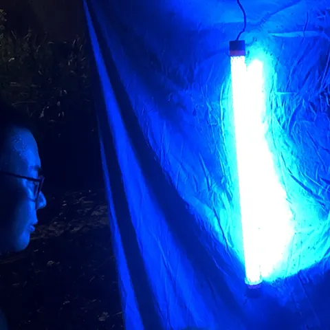 Blacklighting at the Bohart Museum of Entomology.