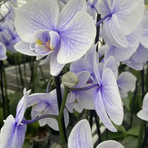Blue orchid in a commercial greenhouse.