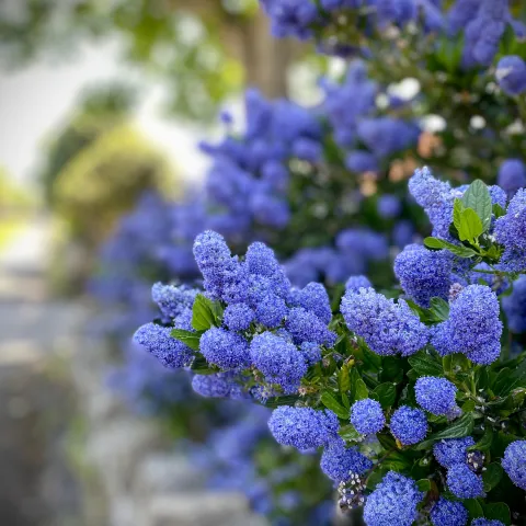 Purple and blue hued ceanothus plant that is growing in a garden bed.