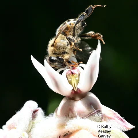 A dead honey bee in a showy milkweed on the UC Davis campus. (Photo by Kathy Keatley Garvey)
