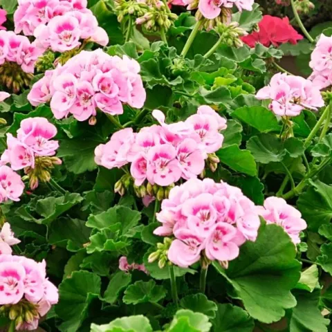 Green geranium plants with pink and red blossoms.