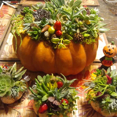 pumpkin with succulents on top