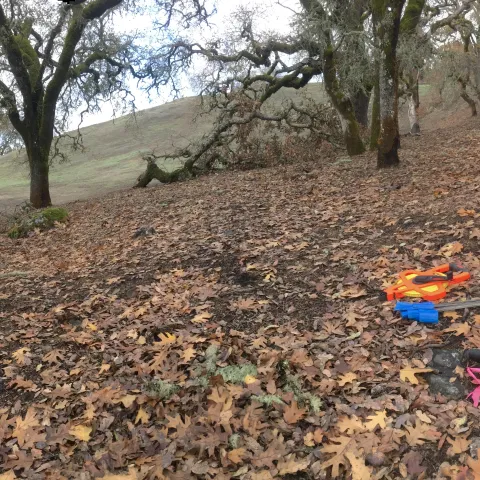 Oak woodland that has been burned at low severity.