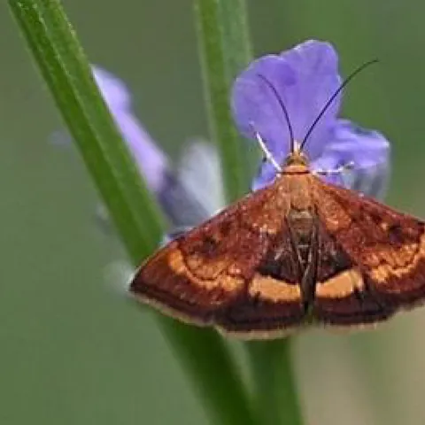 A reddish-brown mint moth, a day-flying moth common in gardens.