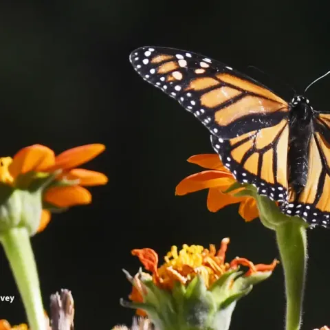 Monarch butterfly gliding over Tithonia. (Photo by Kathy Keatley Garvey)