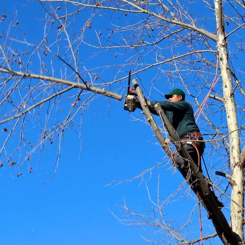 Arborist removing a branch high in the canopy of a tree.