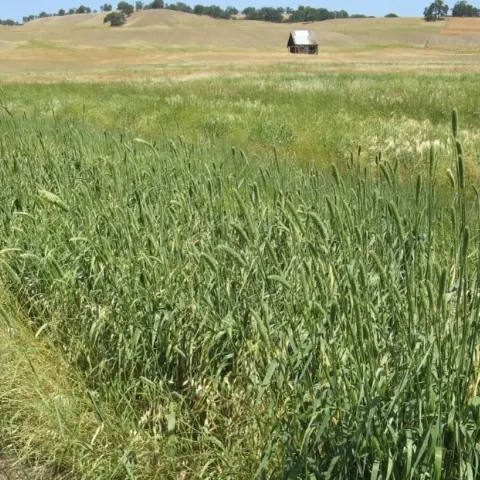 Perennial forage grass in the Sierra Foothills.