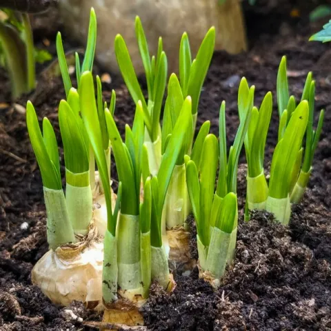 bulbs in soil with green sprouts of bulb plants