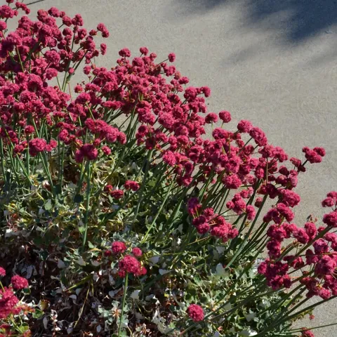 red buckwheat, a CA native in full bloom