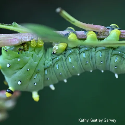 Side view of Ceanothus silk moth larva munching on manzanita. (Photo by Kathy Keatley Garvey)