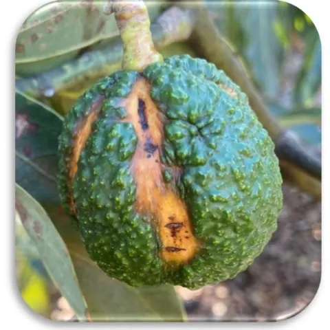 sunblotch fruit