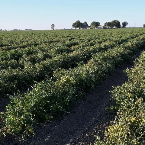 Rows of tomato plants in a field.