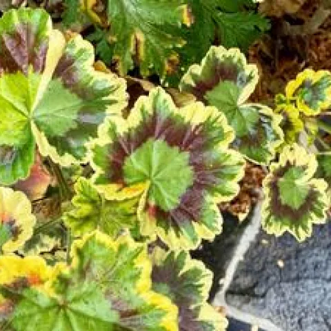 variegated leaves on a Pelargonium Mrs. Pollack