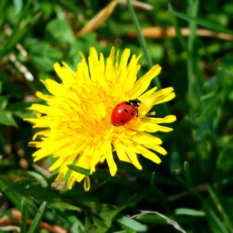 red ladybug on a yellow flower
