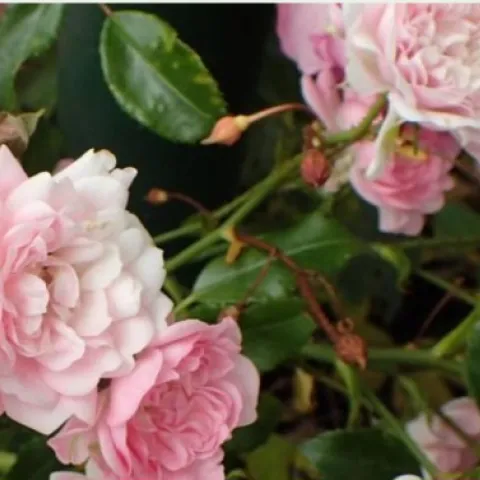 All about roses
