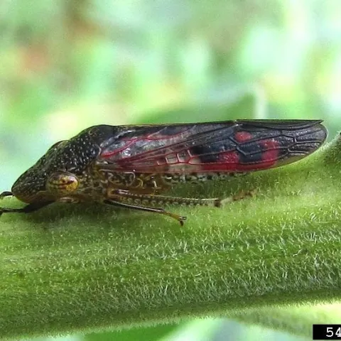 An adult glassy-winged sharpshooter on a green stem of a plant