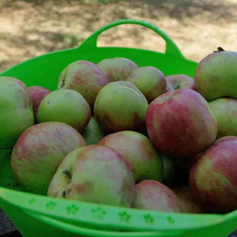 red and green apples in a large plastic basket