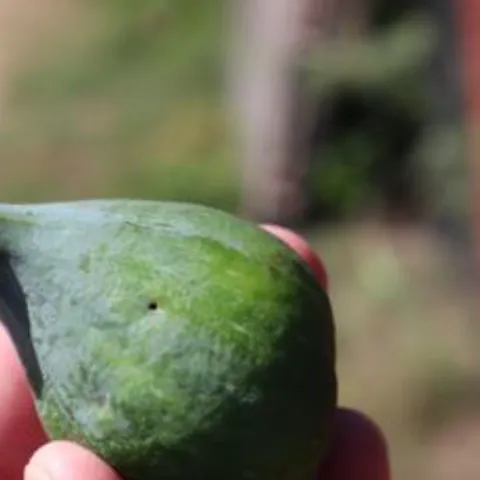 A small hole in the skin of a fig caused by a Black Fig Fly