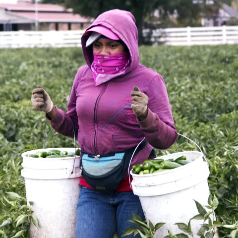 A female farmworker wearing a pink hoodie and a pink bandana over her mouth carries two buckets full of jalapeños while walking through a field of peppers.